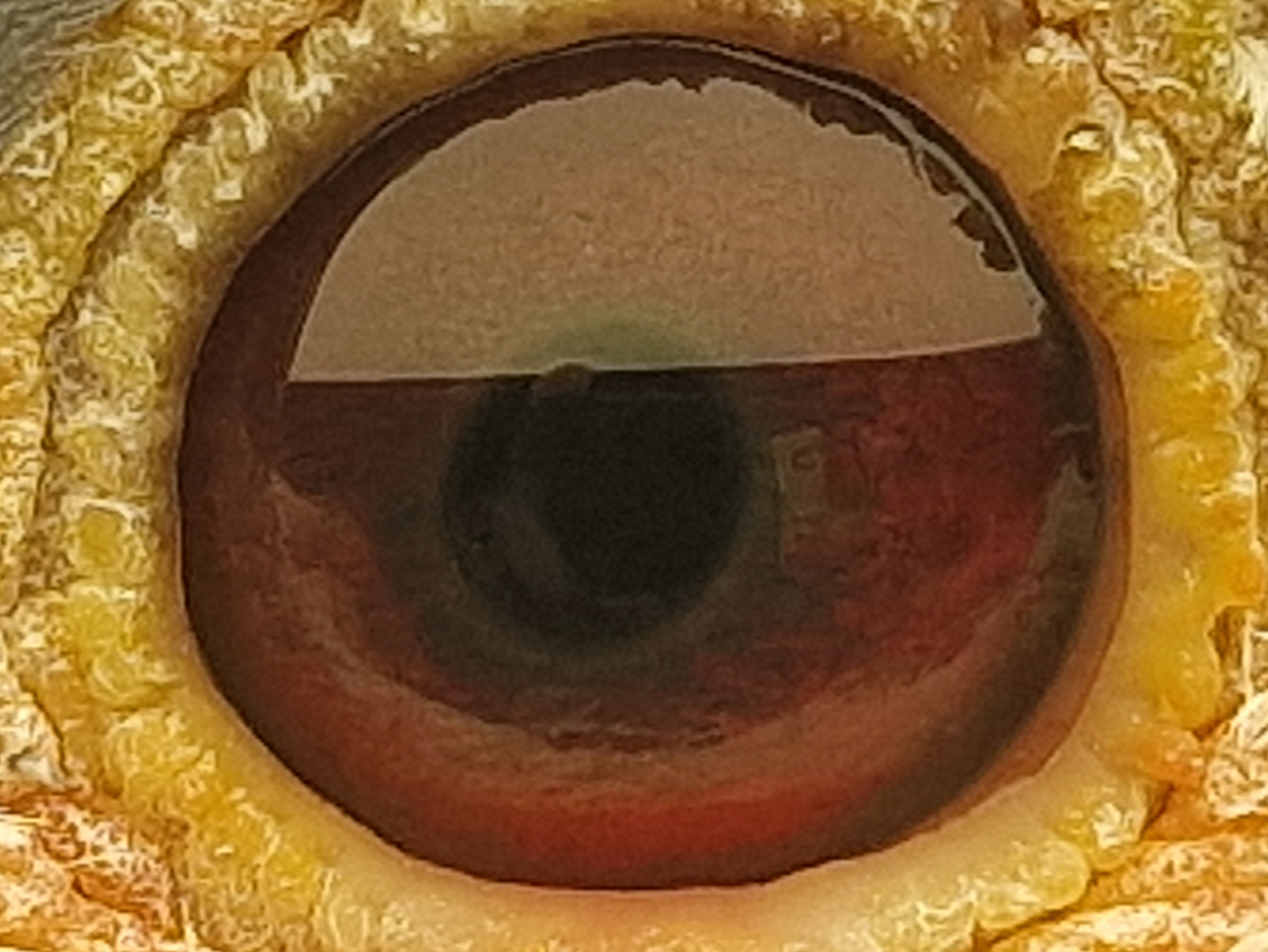 Pigeon eye